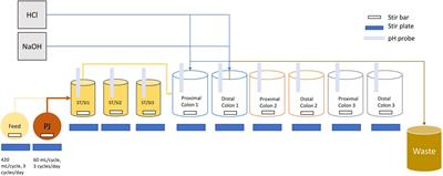 Inhibition of Cronobacter sakazakii in an infant simulator of the human intestinal microbial ecosystem using a potential synbiotic